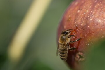 Honeybee on Red Apple