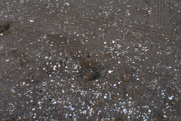 Close ground view of wet beach granules with a diagonal band marking the compacted swash zone. Mixture of tiny stones, shell grit and dark sand creates a speckled pattern. Moisture darkens © nicholasgeorgiou