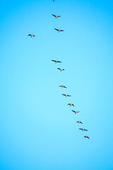 birds in flight