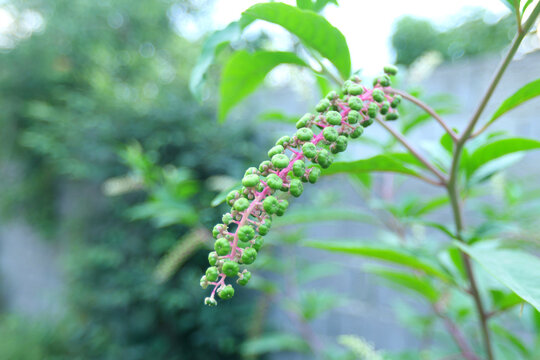 Curved raceme of immature berries on a slender pinkish stem, presented against a pale, defocused garden. Individual drupelike spheres shift from green to darkening hues along the cluster.