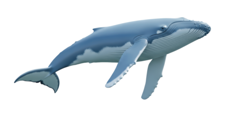 Isolated Illustration of a Humpback Whale underwater marine life aquatic organism ocean