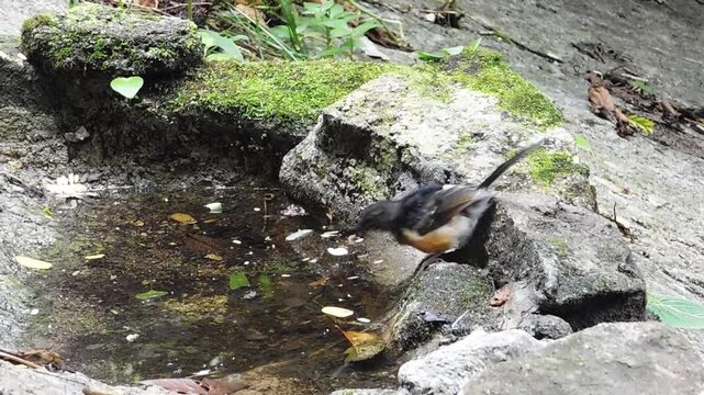Bird drinking water on the Bathtub