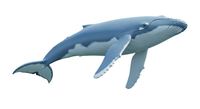 Isolated Illustration of a Humpback Whale underwater marine life aquatic organism ocean