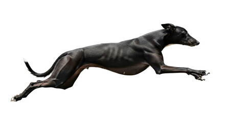 Isolated greyhound dog leaping forward, showcasing powerful musculature and athletic motion
