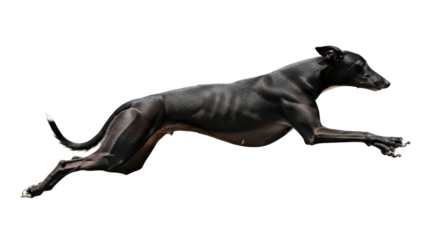 Isolated greyhound dog leaping forward, showcasing powerful musculature and athletic motion