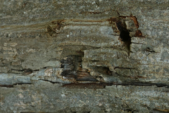 Weathered tree bark showing a shallow cavity and stratified layers. Macro view highlights fibrous tissue, exposed sapwood and irregular furrows running horizontally across the trunk. Erosion