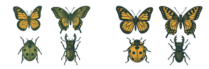 Collection of vintage style butterflies and beetles with intricate wing patterns and detailed body structures