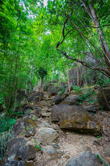 A picturesque view of a river gorge surrounded by lush green forests, with towering rock formations and a narrow bridge connecting the cliffs. The natural beauty and vibrant greenery. kissing cliffs