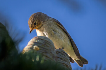 Spotted Flycatcher perched on a branch in the morning light