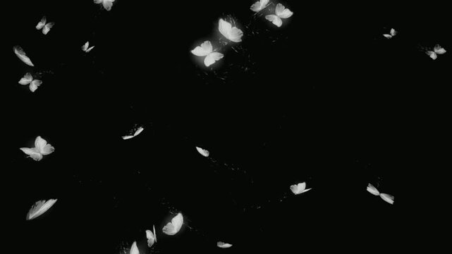 white butterflies fly at night
