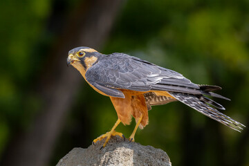 Northern Aplomado Falcon
Bird