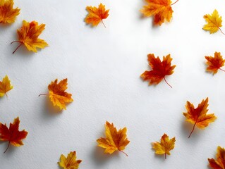 minimal autumn background with scattered maple leaves on white texture, clean stock style, high clarity