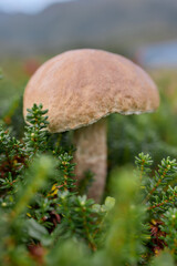 Wild edible mushroom standing on forest floor with green vegetation. Healthy organic nutrition from nature.