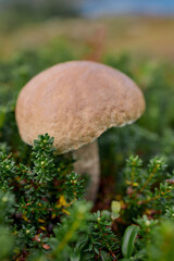 Close-up of a wild edible mushroom growing among green moss and plants in natural forest environment. Organic food concept.