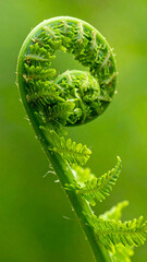 Delicate fern frond gradually unfurling against verdant green background, revealing intricate spiral growth pattern and natural botanical beauty
