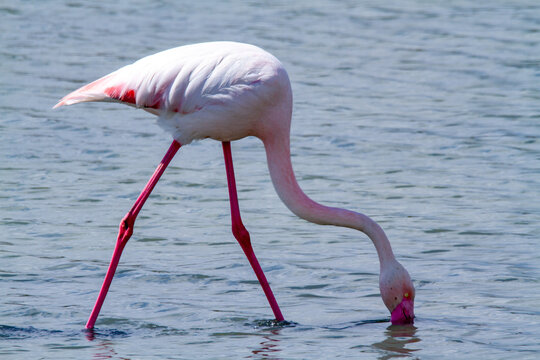 pink flamingo, salt marshes and ponds in Italy, nesting and migratory - Powered by Adobe
