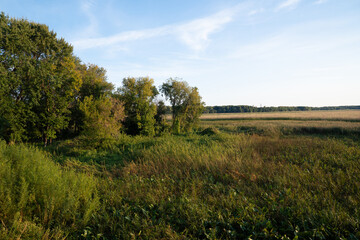 Meadow landscape in Midwest Minnesota during summer