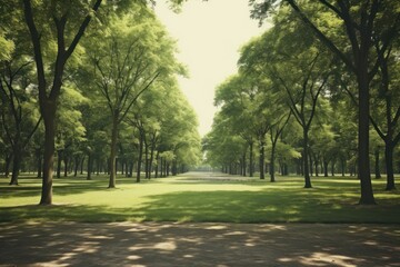 Obraz premium Park vegetation landscape outdoors.