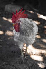 Beautiful white rooster with vibrant red comb and wattles stands on earthy ground. Dappled sunlight casts shadows.