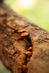 Fungi kingdom, macro photography of mushroom and mycelium in a forest 