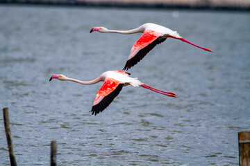 pink flamingo, salt marshes and ponds in Italy, nesting and migratory