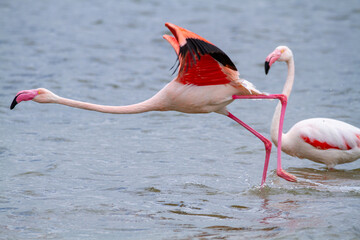 pink flamingo, salt marshes and ponds in Italy, nesting and migratory