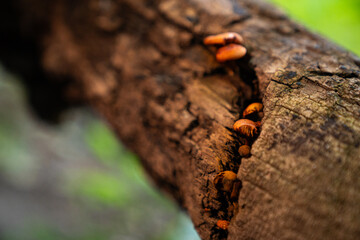Fungi kingdom, macro photography of mushroom and mycelium in a forest 