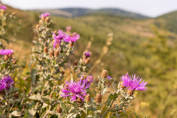 Blooming purple flowers and buds adorning a mountain slope, surrounded by a softly blurred background, create a serene summer landscape
