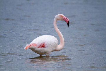 pink flamingo, salt marshes and ponds in Italy, nesting and migratory