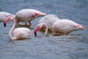 pink flamingo, salt marshes and ponds in Italy, nesting and migratory