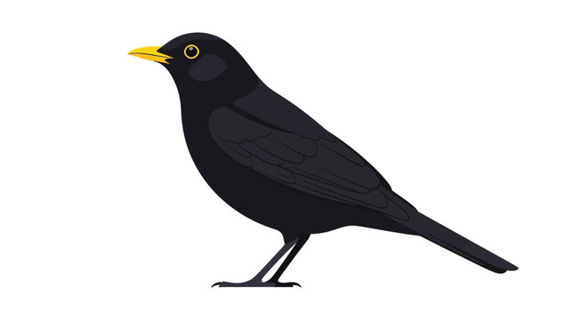 Illustration of a blackbird with yellow beak and eye, standing on its legs against a white background.