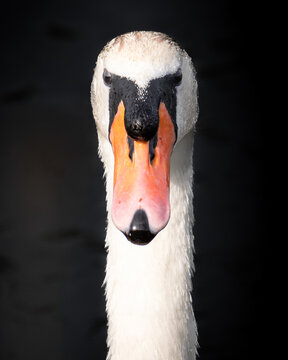 Front‑facing mute swan portrait with intense gaze against dark background