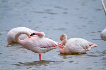 pink flamingo, salt marshes and ponds in Italy, nesting and migratory