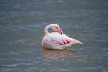 pink flamingo, salt marshes and ponds in Italy, nesting and migratory