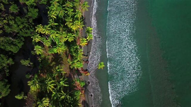 Palm Trees remote untouched pristine tropical shore wave swell Cape Wom Public Beach Dogreto Bay Madang Wewak harbor view Papua New Guinea aerial drone Kavieng Vanimo Tufi island coastline sunny
