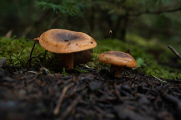 Fungi kingdom, macro photography of mushroom and mycelium in a forest 