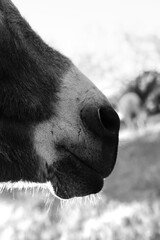 Mini donkey muzzle closeup in black and white