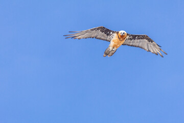 bearded vulture, bone-eating vulture, largest mountain vulture in Europe and Asia