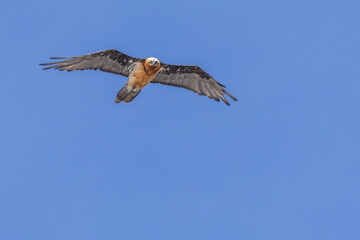 Obraz premium bearded vulture, bone-eating vulture, largest mountain vulture in Europe and Asia