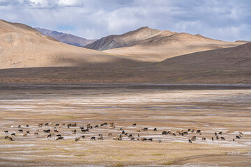 Scenic mountain landscape view with sheep and goats herd along Pamir Highway in high altitude...