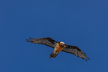 bearded vulture, bone-eating vulture, largest mountain vulture in Europe and Asia