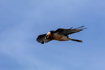 bearded vulture, bone-eating vulture, largest mountain vulture in Europe and Asia
