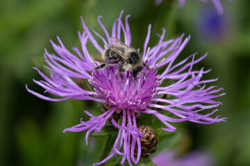 Wildbiene auf einer lila Blüte © Aloisia