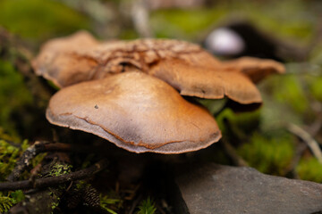 Fungi kingdom, macro photography of mushroom and mycelium in a forest 