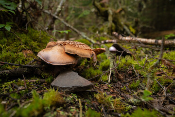 Fungi kingdom, macro photography of mushroom and mycelium in a forest 