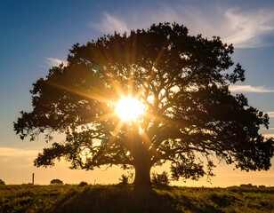 Majestic oak silhouetted against golden sunset