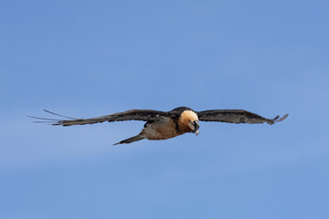 bearded vulture, bone-eating vulture, largest mountain vulture in Europe and Asia