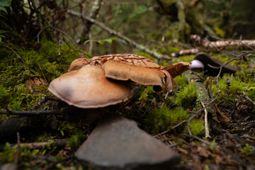 Fungi kingdom, macro photography of mushroom and mycelium in a forest 