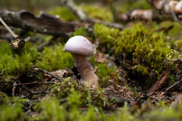 Fungi kingdom, macro photography of mushroom and mycelium in a forest 