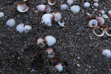 Scattered bivalve seashells in pale pink and white lie across coarse, nearly black sand mixed with tiny pebbles. The tide line is suggested by random spacing, upturned cups, and broken rims, © nicholasgeorgiou